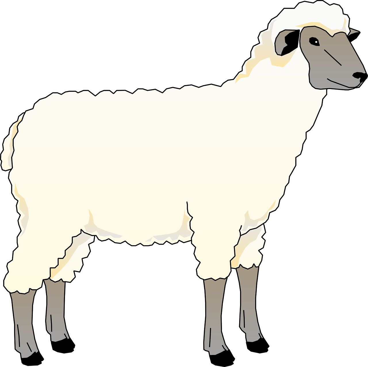 Sheep