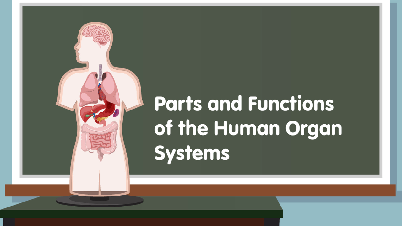 Parts and Functions of the Human Organ Systems Biology Diagrams